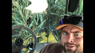 LIVE Maishäckseln mit John Deere 8300i