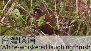 台灣噪眉 White-whiskered laughingthrush (20230404) 4K