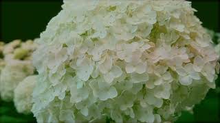 【アナベル・アジサイ 相模原北公園 (4K)】 神奈川県 相模原市 June 16, 2021 Hydrangea