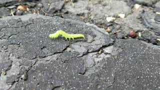 Caterpillar on the Move!