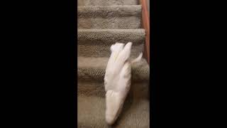 Cockatoo on stairs - to music...