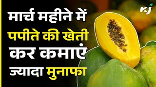 March में करें Papaya (पपीते) की खेती, कम समय और लागत में मिलेगा ज्यादा मुनाफा | Papaya Farming