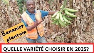 Quelle variété de banane plantain conseiller en 2025?