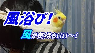 オカメインコの風浴び！風が気持ちいい～