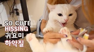 발톱 깎다 하악 하는 꼬부기CAT HISSING DURING NAILS CUT