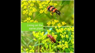 Pretty checkered and red beetles living on the same plant (Rhagonycha fulva and Trichodes alvearius)