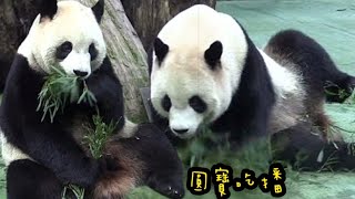 圓寶吃播好可愛，移來移去坐不住|熊貓貓熊The Giant Panda Yuan Yuan and Yuan Bao|台北市立動物園