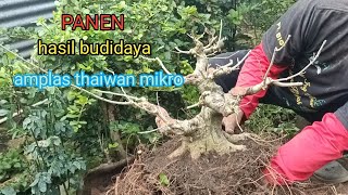 Dongkel bonsai amplas thaiwan mikro hasil budidaya dari lahan ground