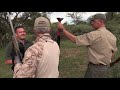 hunting golden wildebeest south african hunting video in limpopo province