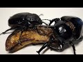 a giant beetle like a tank megasoma mars beetle asmr