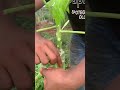 how to turning male to female papaya 🌱grafting grafting graftingtechnique cuting skills farm