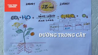 Ánh Sáng CO2 Mùn Thực Vật Phủ Gốc Tốt Cây Toan Trinh