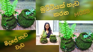 #gardenpathsl  how to decoret  clay pot using moss මිදුල හැඩ කරන මොස්