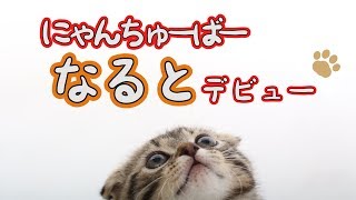 新しい家族ができたので迎えに行ってきた！スコティッシュフォールドの子猫\