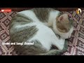 anti hair fall tips for cats 😺 பூனை முடி உதிர்வதற்கான டிப்ஸ் 😀 shami and sangi channel