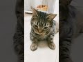 寝転ぶ猫 アメショ 猫のいる暮らし