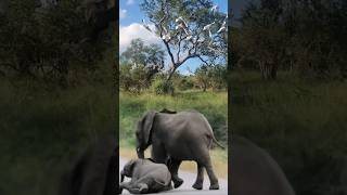 WOW....apa yang dilakukan gajah besar??😱#shorts #animals #viralvideo