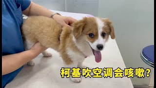 小柯基吹了空调，开始连续咳嗽，难道和人一样引发咽喉炎了？Corgi blew on the air conditioner and started coughing