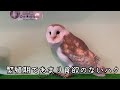 ［フクロウカフェ紹介］ふくろうの里（東京・原宿）