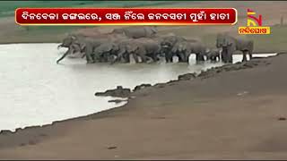 Elephant Herd Wreaks Havoc In Karanjia Of Mayurbhanj District | NandighoshaTV