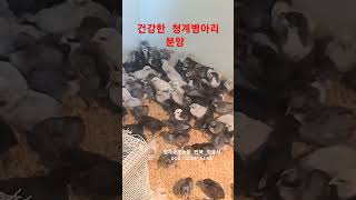 건강한 청계병아리 분양 \u0026 청계종계농장,2024,12,27,