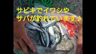 田ノ浦漁港サビキでサバやイワシが釣れています！フィッシングマックス和歌山インター店#和歌山釣果