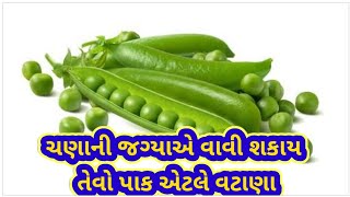 વટાણા ની ખેતી વિશે માહિતી | વટાણા ની ખેતી પધ્ધતિ