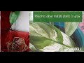 spathiphyllum variegated peace lily picasso propagation updates u0026 learnings