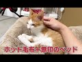 保護された初日、体力の限界を迎えた子猫が選んだのは人間の膝の上でした。