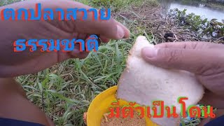 ตกปลาสวายธรรมชาติ1  ยโสธร