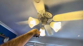 Hunter pacific majestic coolah ceiling fan (semi-permanent bedroom fan)