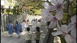 春の花シリーズ　こんぴらさんの桜  ／香川いきいきテレビ