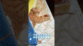 #摇钱树 #摇钱树的日常 #大橘养成记 #萌宠出道计划 #猫咪的迷惑行为