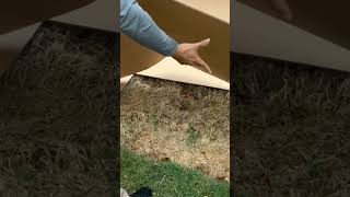 Lay cardboard sheet mulch to smother weeds and grass.