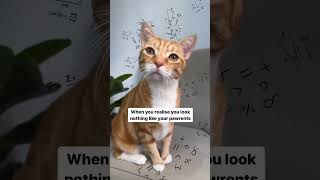 Funny confused cat🤣 (DO NOT MISS IT)