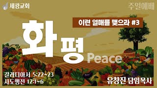 [세광교회-주일예배] 화평 (Peace) | 유창진 담임목사 | 2024-1020