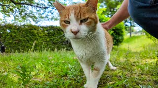 公園のよく喋る猫ちゃん、モフられに歩いてきた