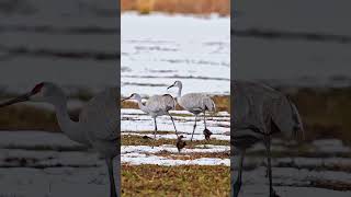 Sandhill Crane (Grus canadensis) walking through the mud. #birds #sandhillcranes