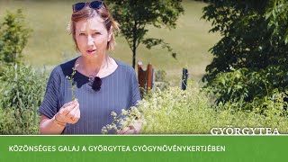 Közönséges galaj a Györgytea gyógynövénykertjében! Hogyan ismerem fel?