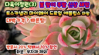 다육이정원(3) 드로잉 토스카넬리 마이웨이 마왕 이 가격이라면 무조건 사세요 처음 들어본 예쁜 다육이들