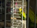 ぽんず日なたぼっこ♯2　 セキセイインコ