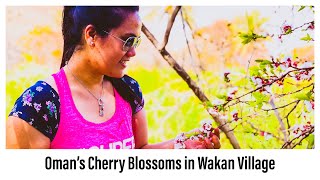 VLOG115/Oman’s Cherry Blossoms 2021/Wakan Village/Sultanate of Oman