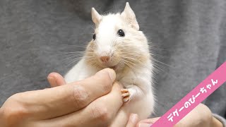 Degu eating rice in the hands of the owner | Funny and Cute Degu #Shorts