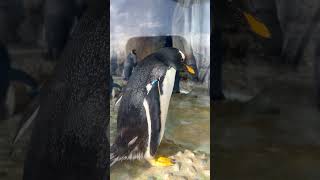 仙台うみの杜水族館のウロウロジェンツーペンギン