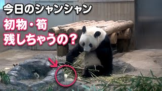 2022/4/12  今日のシャンシャン　食べ残したタケノコ、放置ドンゴロス　＾＾；　Giant Panda Xiang Xiang