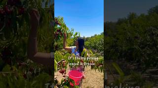 Yummy Cherries picking 🍒 #cherrypicking #fruitpicking #summeractivity #ytshorts