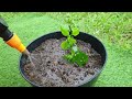 crossandra infundibuliform is beautiful flower plant how to grow from cutting