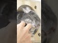 very healed by the enchanted face chinchilla funny and cute chinchilla shorts