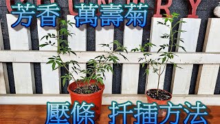 芳香萬壽菊繁殖方法-壓條及扦插