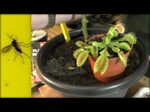 How to Kill & get rid of Fungus Gnats 4 Top Tips How to Kill & get rid of Fungus Gnats 4 Top Tips